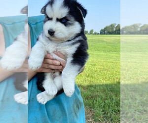 Siberian Husky Puppy for Sale in TIFFIN, Ohio USA