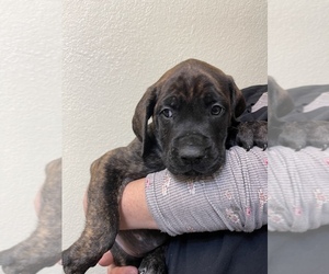 Mastiff Puppy for sale in YUKON, OK, USA