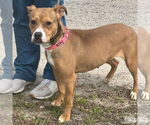 Small #2 Mutt