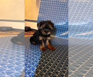 Yorkshire Terrier Puppy for sale in WESTPORT, MA, USA