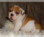 Small Photo #13 English Bulldog Puppy For Sale in VERONA, MO, USA