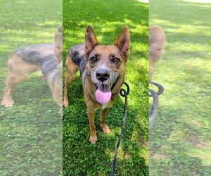 Australian Kelpie-German Shepherd Dog Mix Dogs for adoption in Rockaway, NJ, USA