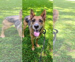 Small Australian Kelpie-German Shepherd Dog Mix