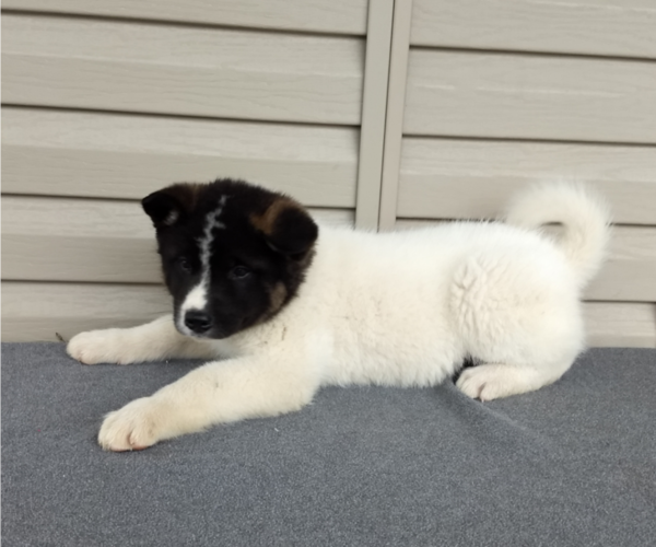 Medium Photo #3 Akita Puppy For Sale in FRESNO, OH, USA