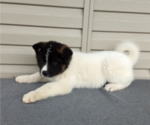 Small Photo #3 Akita Puppy For Sale in FRESNO, OH, USA
