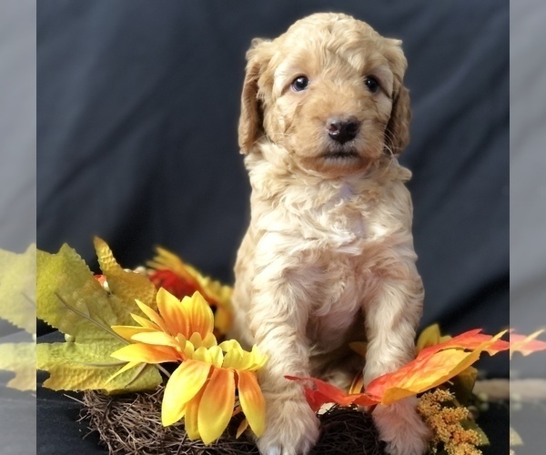Medium Photo #16 Goldendoodle-Poodle (Miniature) Mix Puppy For Sale in VACAVILLE, CA, USA
