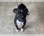 Small American Staffordshire Terrier Mix