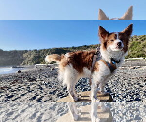 Chi-Corgi Dogs for adoption in San Francisco, CA, USA