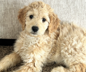 Goldendoodle Puppy for sale in COEUR D ALENE, ID, USA