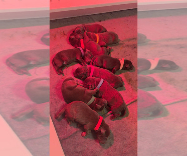 Medium Photo #3 Labrador Retriever Puppy For Sale in INDIANAPOLIS, IN, USA