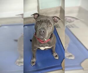 American Staffordshire Terrier Dogs for adoption in Fort Lauderdale, FL, USA