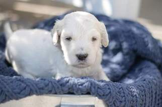 Goldendoodle Puppy for sale in AMHERST, NE, USA