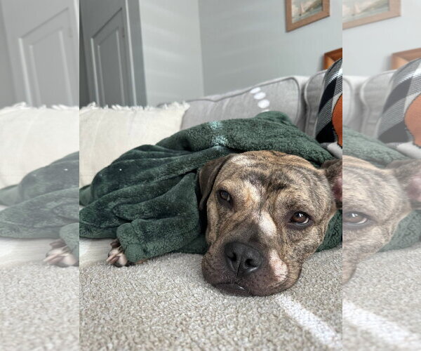 Medium Photo #5 Bulldog-Unknown Mix Puppy For Sale in Germantown, OH, USA