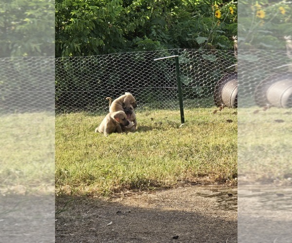 Medium Photo #5 Black Mouth Cur Puppy For Sale in ROYSE CITY, TX, USA