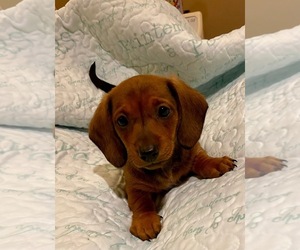 Dachshund Puppy for sale in KINGSVILLE, MD, USA