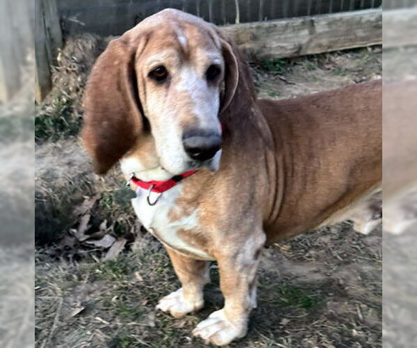 Medium Photo #2 Basset Hound Puppy For Sale in Deepwater, NJ, USA