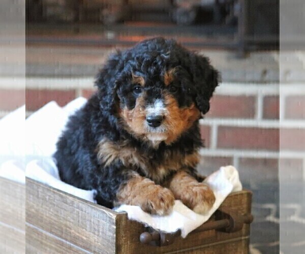 Medium Photo #1 Miniature Bernedoodle Puppy For Sale in FREDERICKSBRG, PA, USA