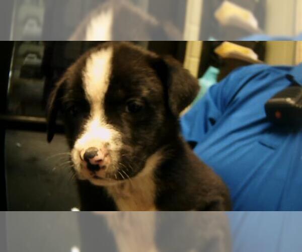 Medium Photo #1 Saint Bernard-Unknown Mix Puppy For Sale in Tulsa, OK, USA