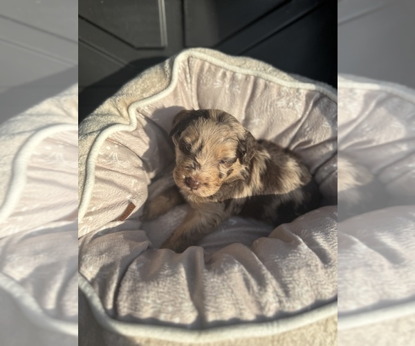 Medium Photo #1 F2 Aussiedoodle Puppy For Sale in LEXINGTON, NC, USA