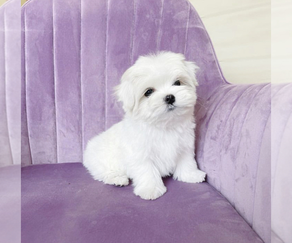Medium Photo #1 Maltese Puppy For Sale in DES PLAINES, IL, USA