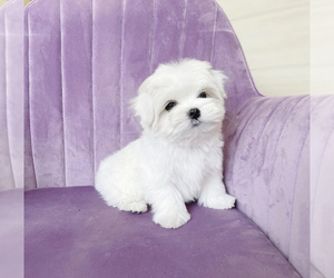 Maltese Puppy for sale in DES PLAINES, IL, USA