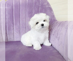 Small Photo #1 Maltese Puppy For Sale in DES PLAINES, IL, USA
