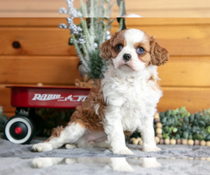 Medium Cavalier King Charles Spaniel
