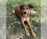 Small Photo #2 Mutt Puppy For Sale in Evansville, IN, USA