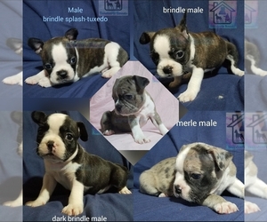 Faux Frenchbo Bulldog Puppy for sale in MABELVALE, AR, USA