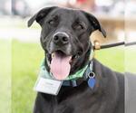 Small #3 Labrador Retriever Mix