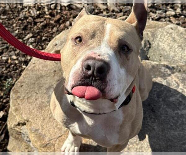 Medium Photo #1 Mutt Puppy For Sale in Martinez, CA, USA