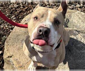 Mutt Dogs for adoption in Martinez, CA, USA