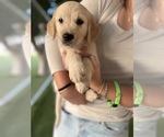Small #2 Golden Retriever
