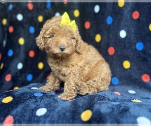 Goldendoodle (Miniature) Puppy for sale in LAKELAND, FL, USA