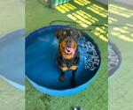 Small #1 Rottweiler