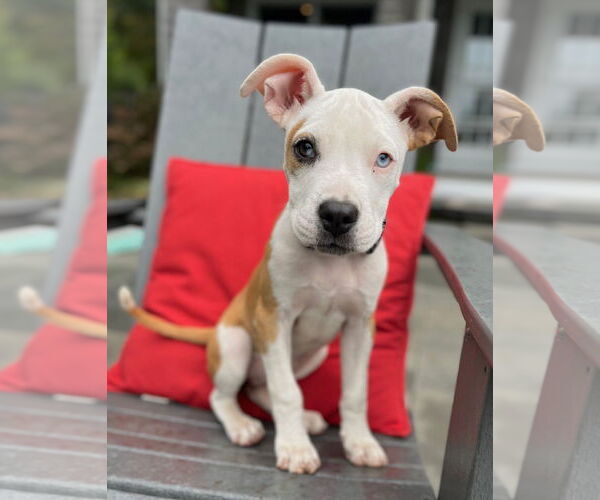 Medium Photo #4 American Pit Bull Terrier-Unknown Mix Puppy For Sale in Wakefield, RI, USA
