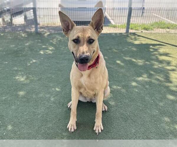 Medium Photo #3 German Shepherd Dog-Mastiff Mix Puppy For Sale in Martinez, CA, USA