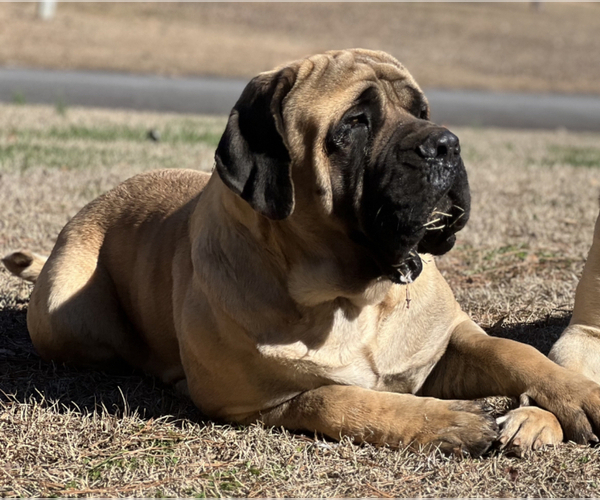 Medium Photo #2 Mastiff Puppy For Sale in WOODSTOCK, GA, USA