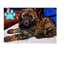 Medium Poodle (Standard)