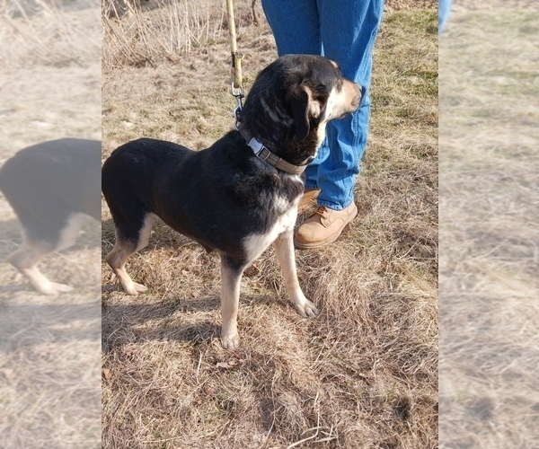 Medium Photo #1 English Cream Golden Retriever-Newfoundland Mix Puppy For Sale in SHEBOYGAN FALLS, WI, USA