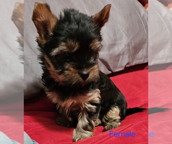 Medium Photo #11 Yorkshire Terrier Puppy For Sale in CONKLIN, NY, USA
