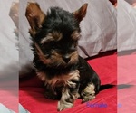 Small #10 Yorkshire Terrier