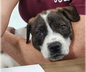 Pointer-Unknown Mix Dogs for adoption in Temple, TX, USA