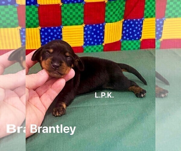 Medium Photo #2 Dachshund Puppy For Sale in WINNSBORO, LA, USA