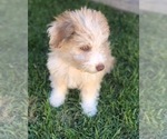 Small Photo #6 Aussiedoodle Miniature  Puppy For Sale in MODESTO, CA, USA