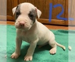 Puppy 12 American Pit Bull Terrier