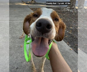 TX/Freddy Red - Male Brittany Dog for Adoption - Photo #4
