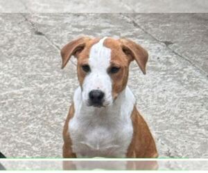 American Pit Bull Terrier-Unknown Mix Dogs for adoption in Martinez, CA, USA