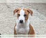 Small American Pit Bull Terrier Mix
