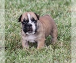 Small Photo #4 Bulldog Puppy For Sale in MARSHFIELD, MO, USA
